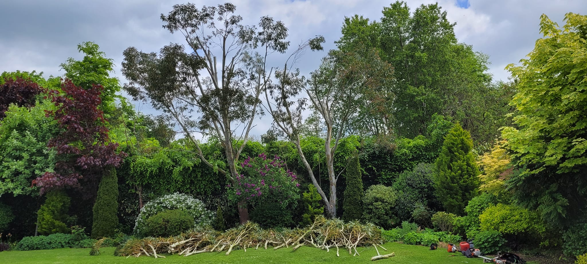 tree trimming