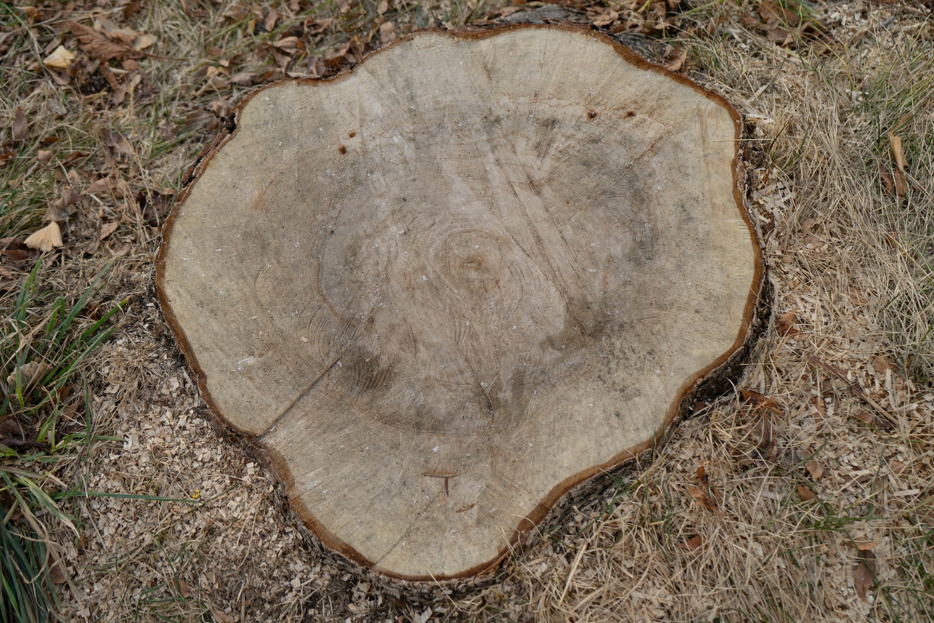 stump grinding
